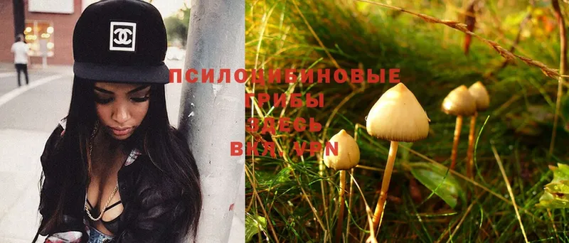 где можно купить   Опочка  Псилоцибиновые грибы Psilocybe 